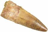 Fossil Spinosaurus Tooth - Real Dinosaur Tooth #238285-1